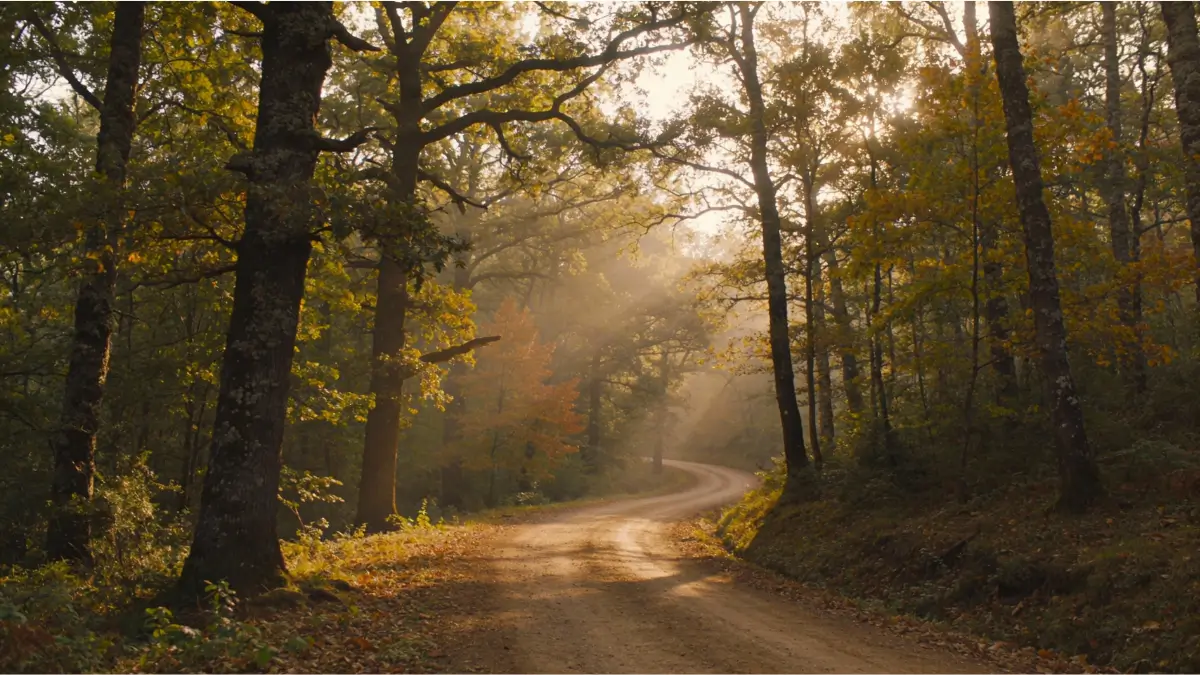 : Chemin forestier symbolisant la transformation vers le bien-être naturel seniors